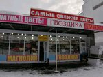 Гвоздика-магнолия (Geologicheskaya Street, 10Г), floristeria