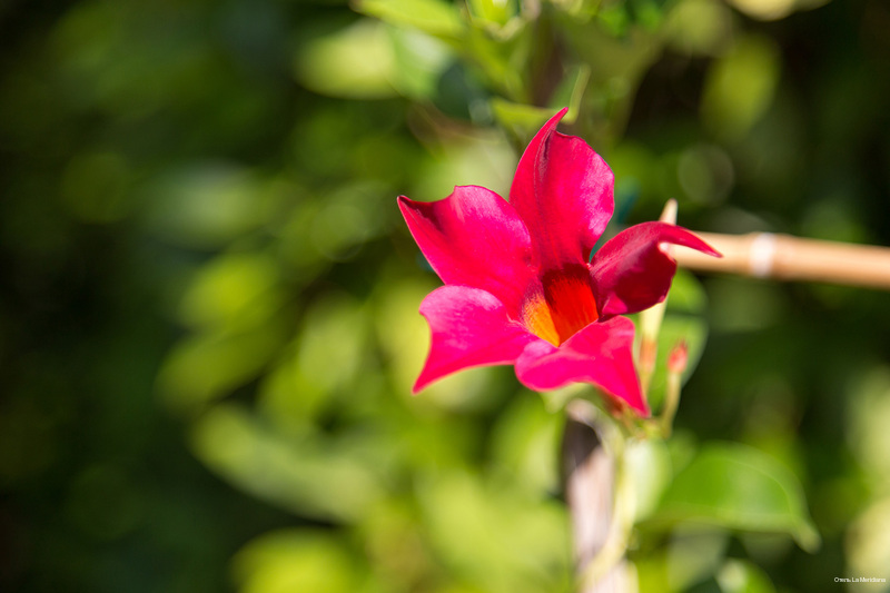 Фото Hotel La Meridiana