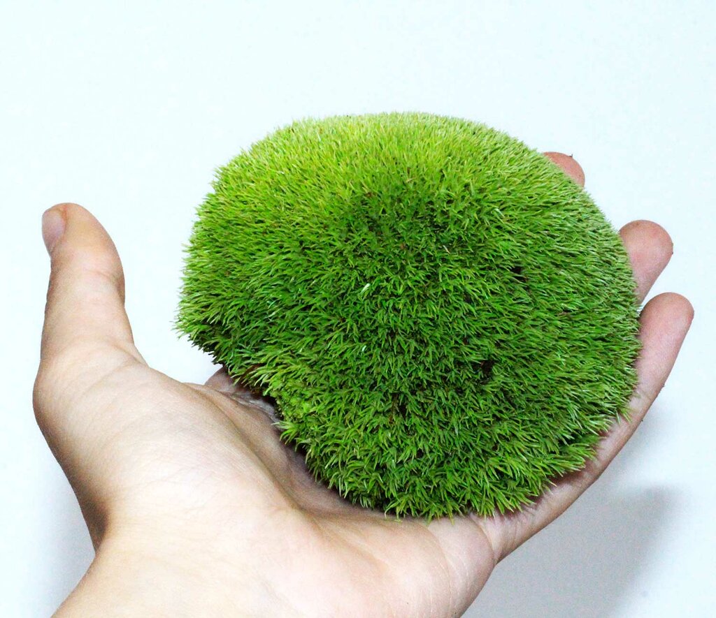 Мох картинка для детей на прозрачном фоне