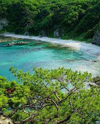 Фото Ромашка-Витязь