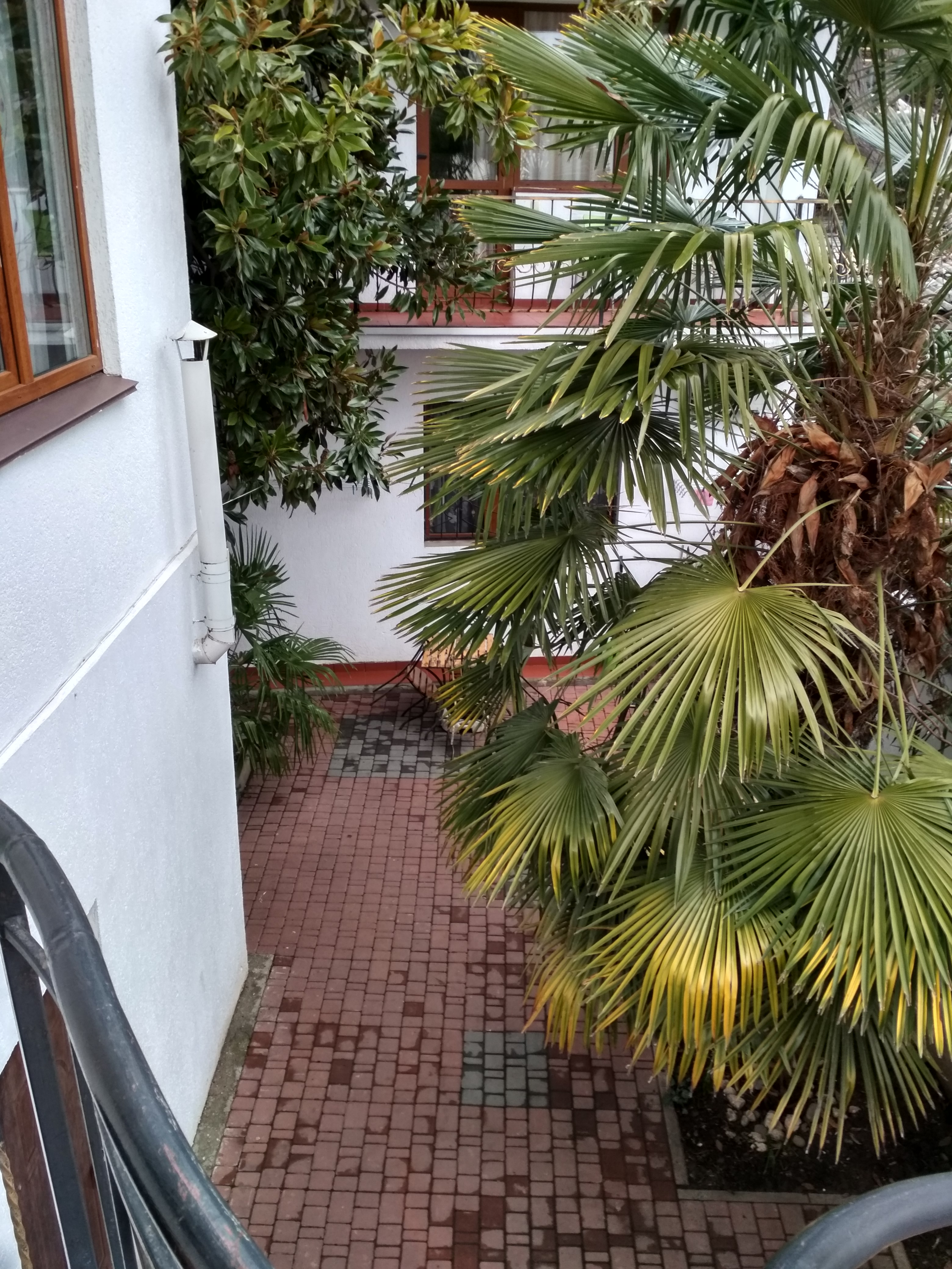 Фото Белая магнолия