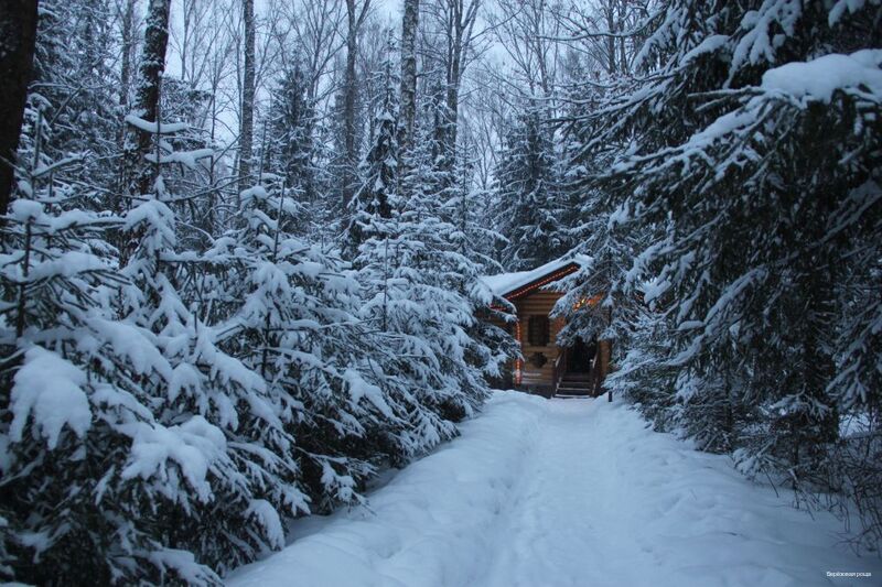 Фото Берёзовая роща