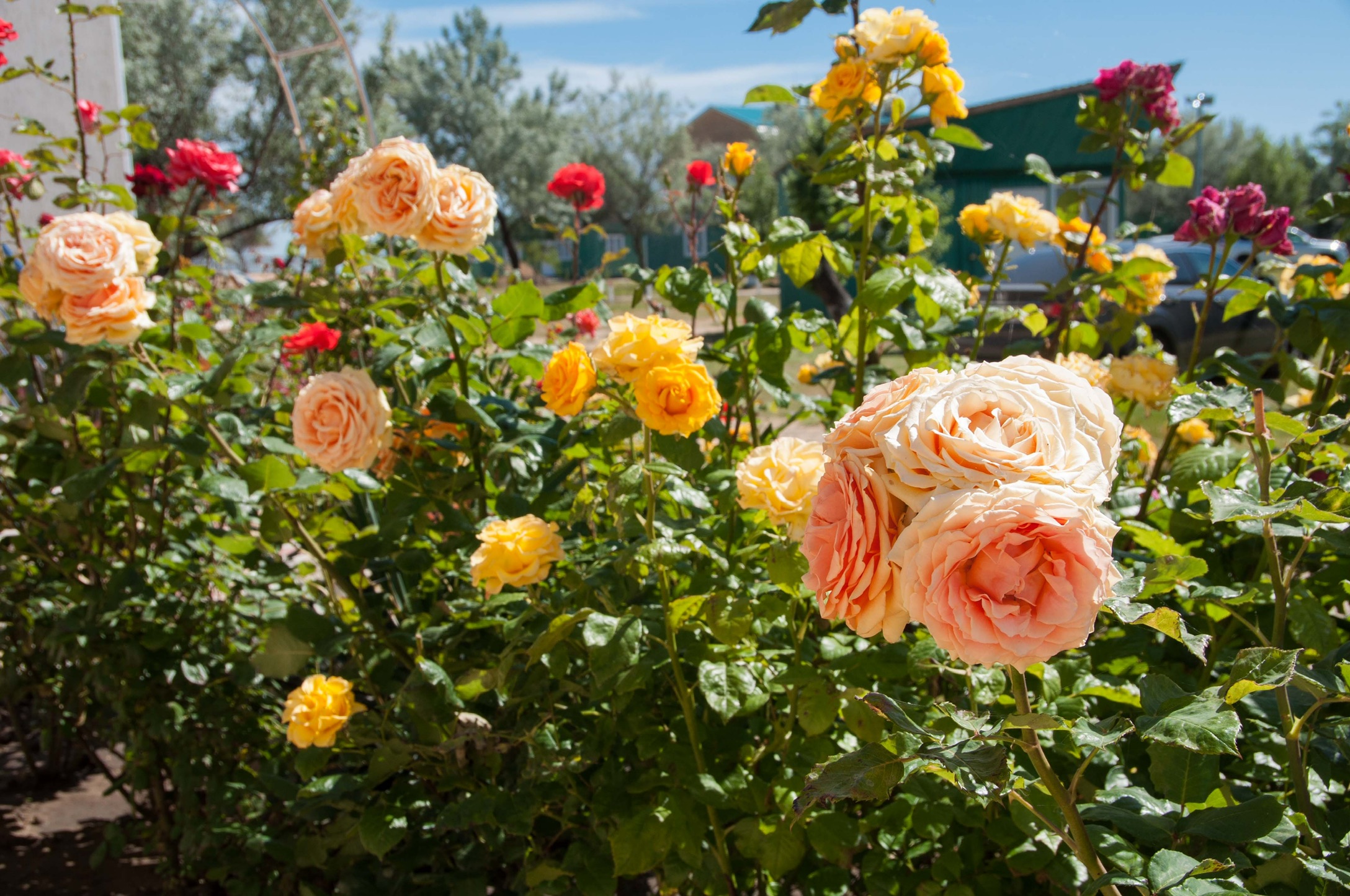 Фото Форвард