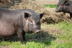 Фермерское подворье Южный Урал (selo Yuzhny Ural, Yuzhnaya ulitsa, 27) ، مزرعة ماشية