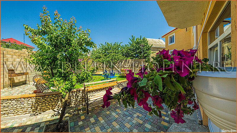 Фото Дельфин