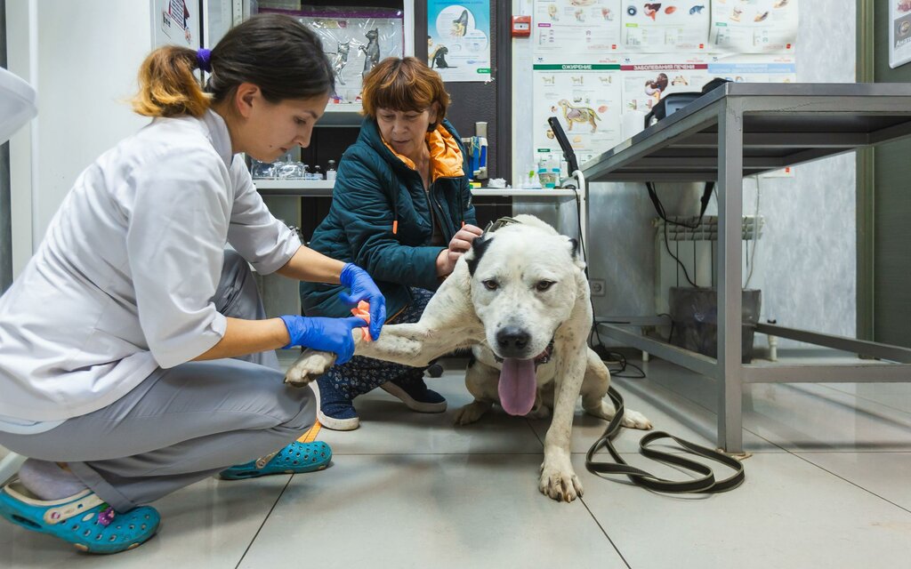 Veterinary clinic Lev i tsaplya, Podolsk, photo