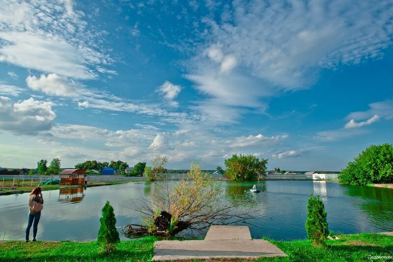 Фото Подсолнухи