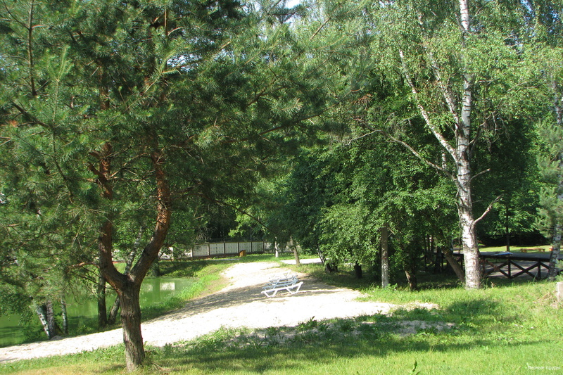 Фото Лесные пруды