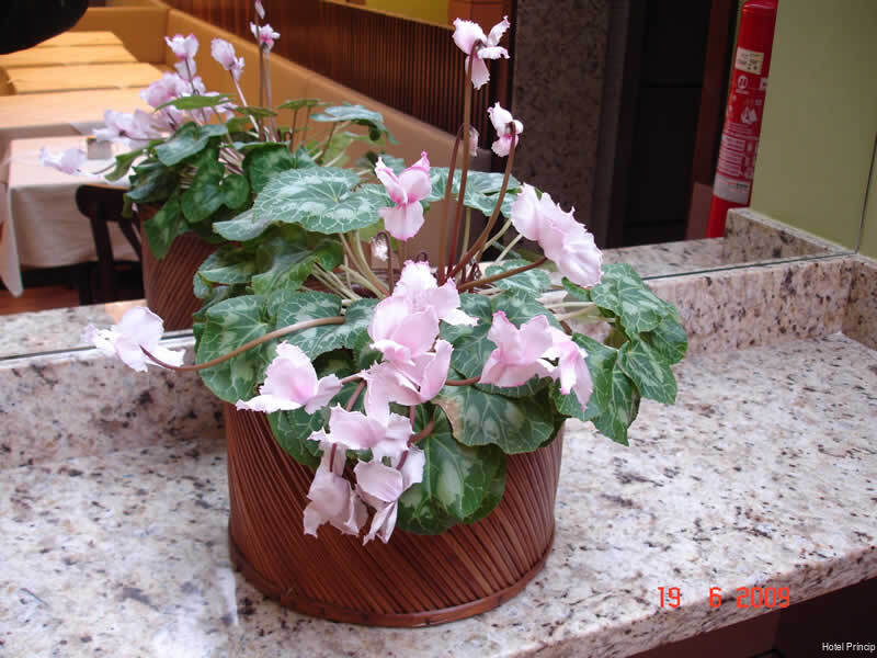 Фото Hotel Principe