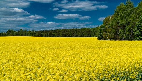 Гостиница Беловежское поместье в Каменюках