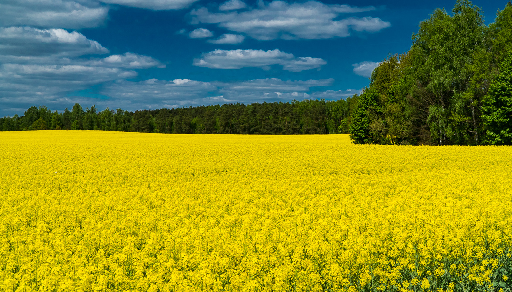 Фото Беловежское поместье