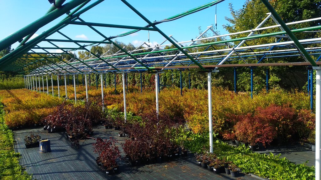 Centro de jardinería Pushkinsky pitomnik dekorativnuh rastenii, , foto
