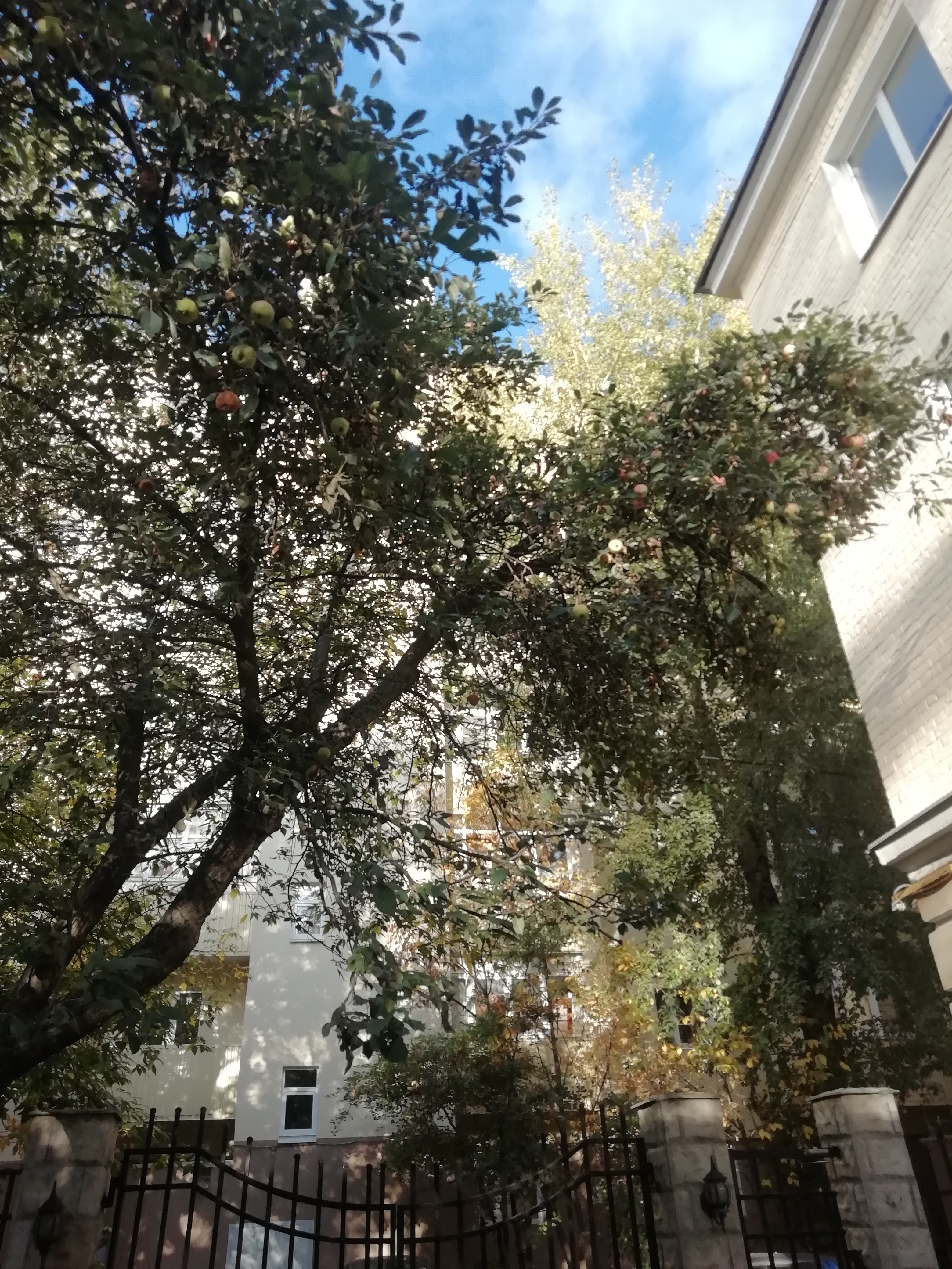 Фото Изумруд Юг