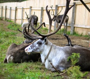 Severnoe siaynie (Sverdlovsk Region, gorodskoy okrug Verkhnyaya Pyshma), zoo