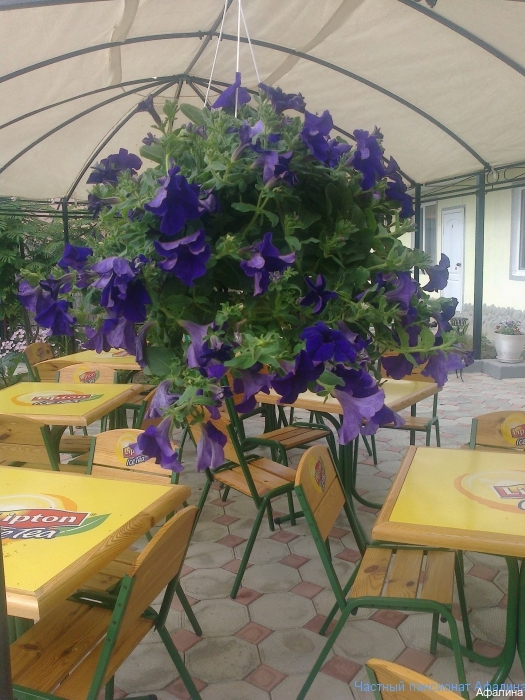 Фото Афалина