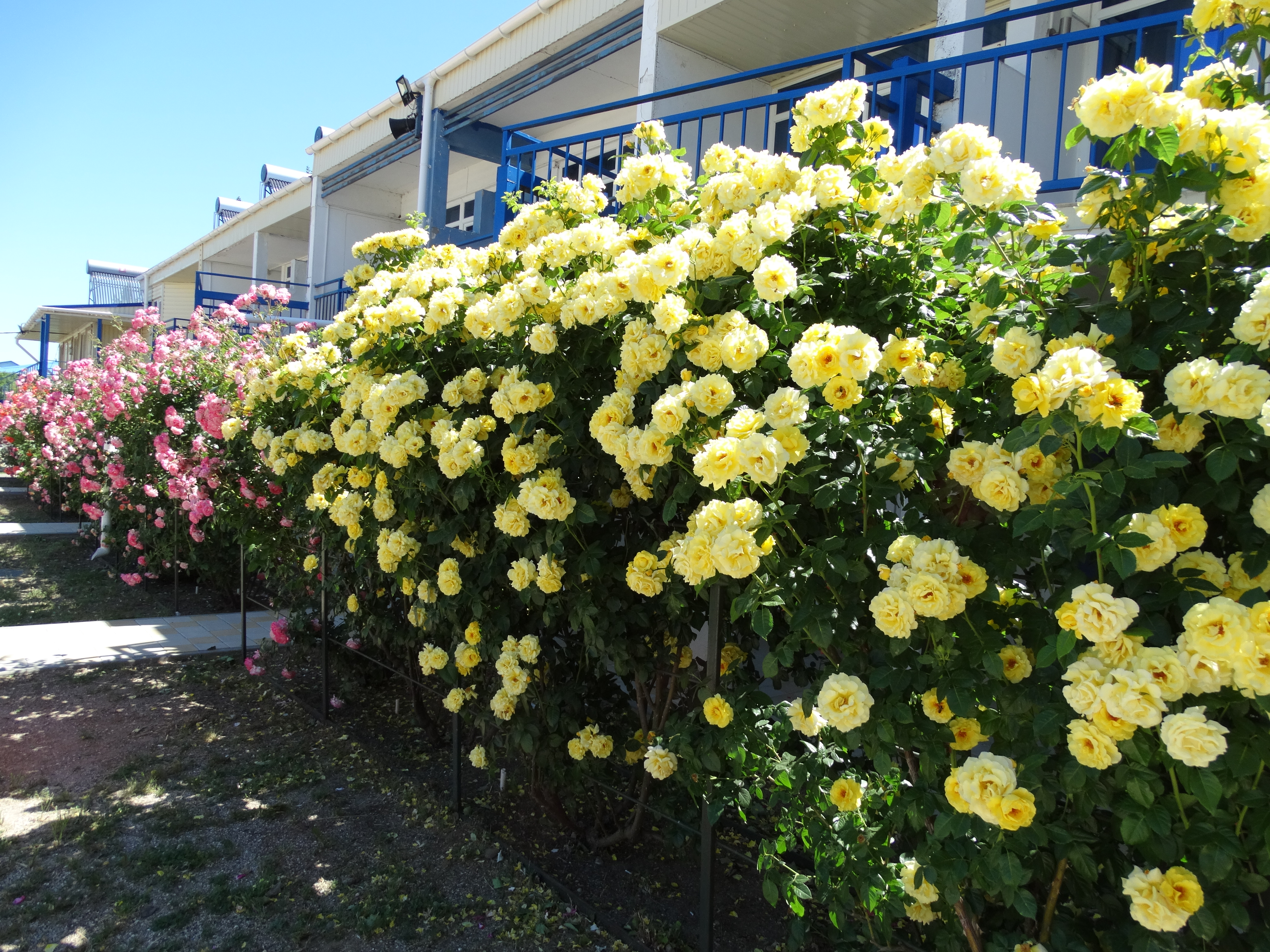 Фото Песчаная коса