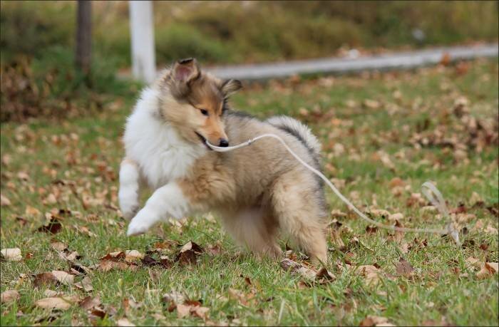 مركز حديقة الحيوان Khabarovskiy Kennel-club and Cats ، خاباروفسك، صورة