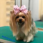 Lubimiy Nosik (Borovskoye Highway, 36), pet salon
