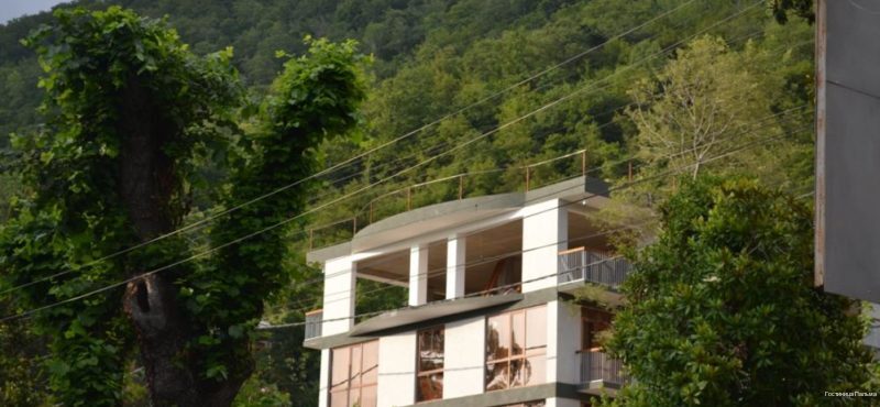 Фото Пальма