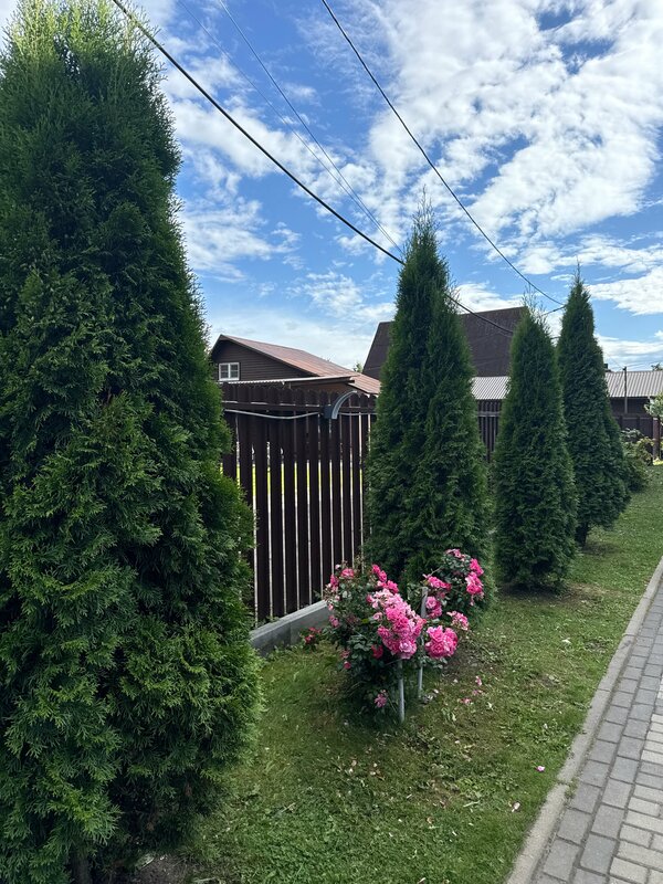 Сосновая сказка — фото 1