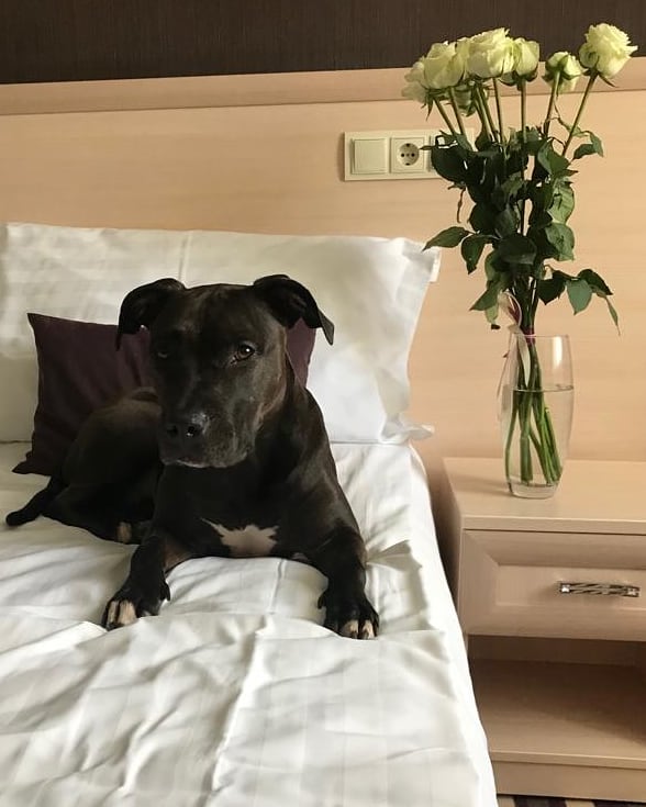 Фото Дегас Лайт