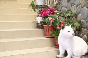 Фото Уютный Причал