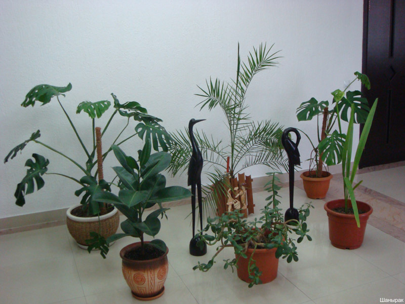 Фото Шанырак