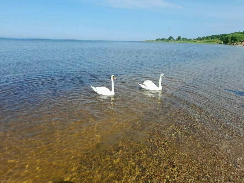 Белый Лебедь — фото 13