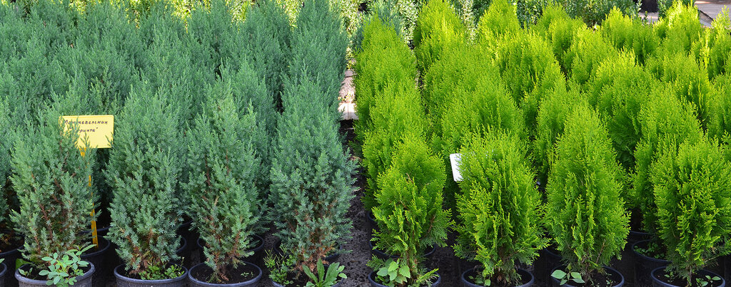 Питомники голландии