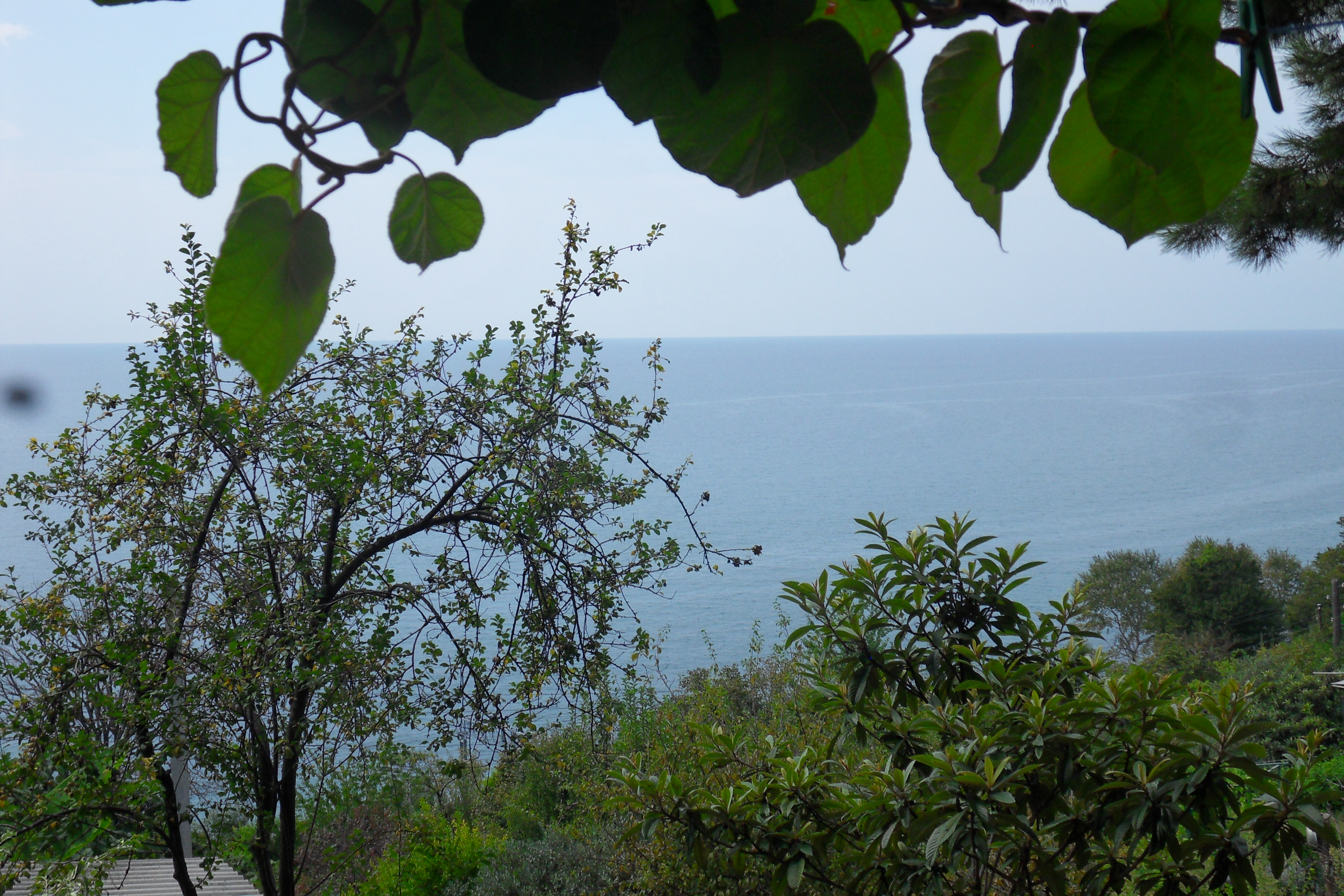 Фото Сосновый Бор