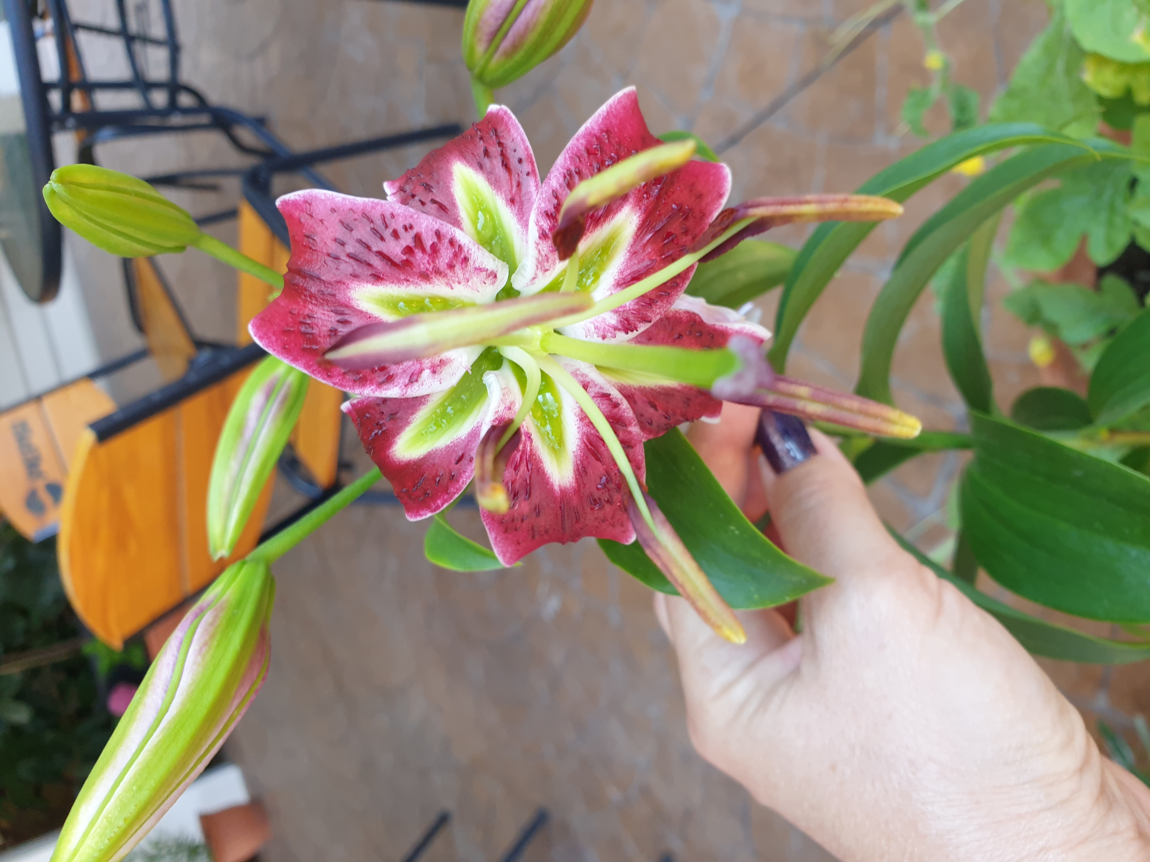 Фото Астерия