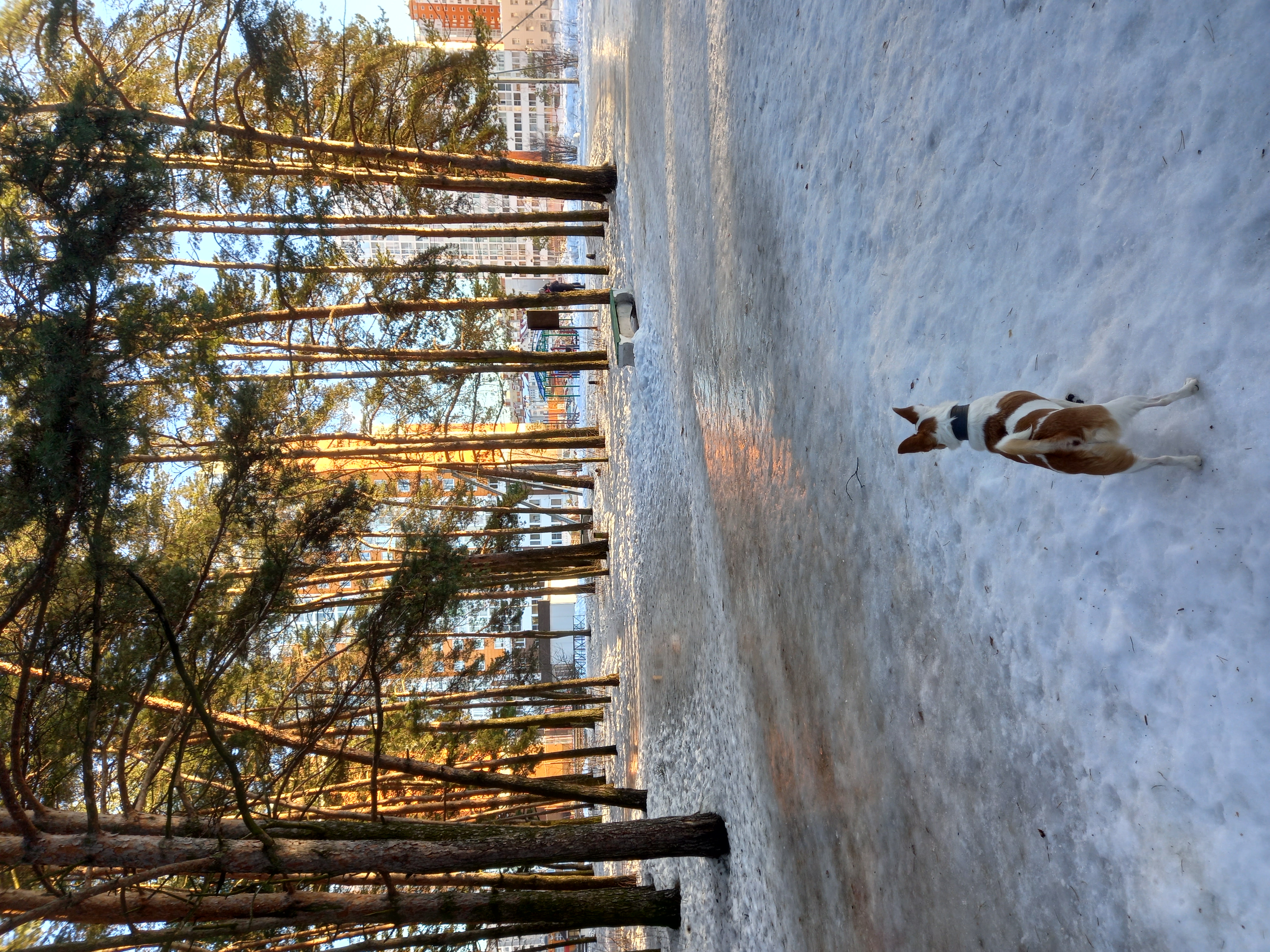 Фото Бобачёвская роща