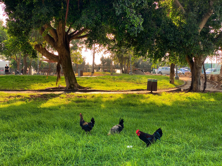 Park Ha-Shoteret Garden, Tel Aviv, photo