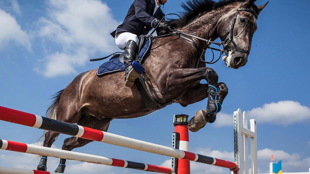 Horse riding Middle East Equestrian, Abu Dhabi, photo