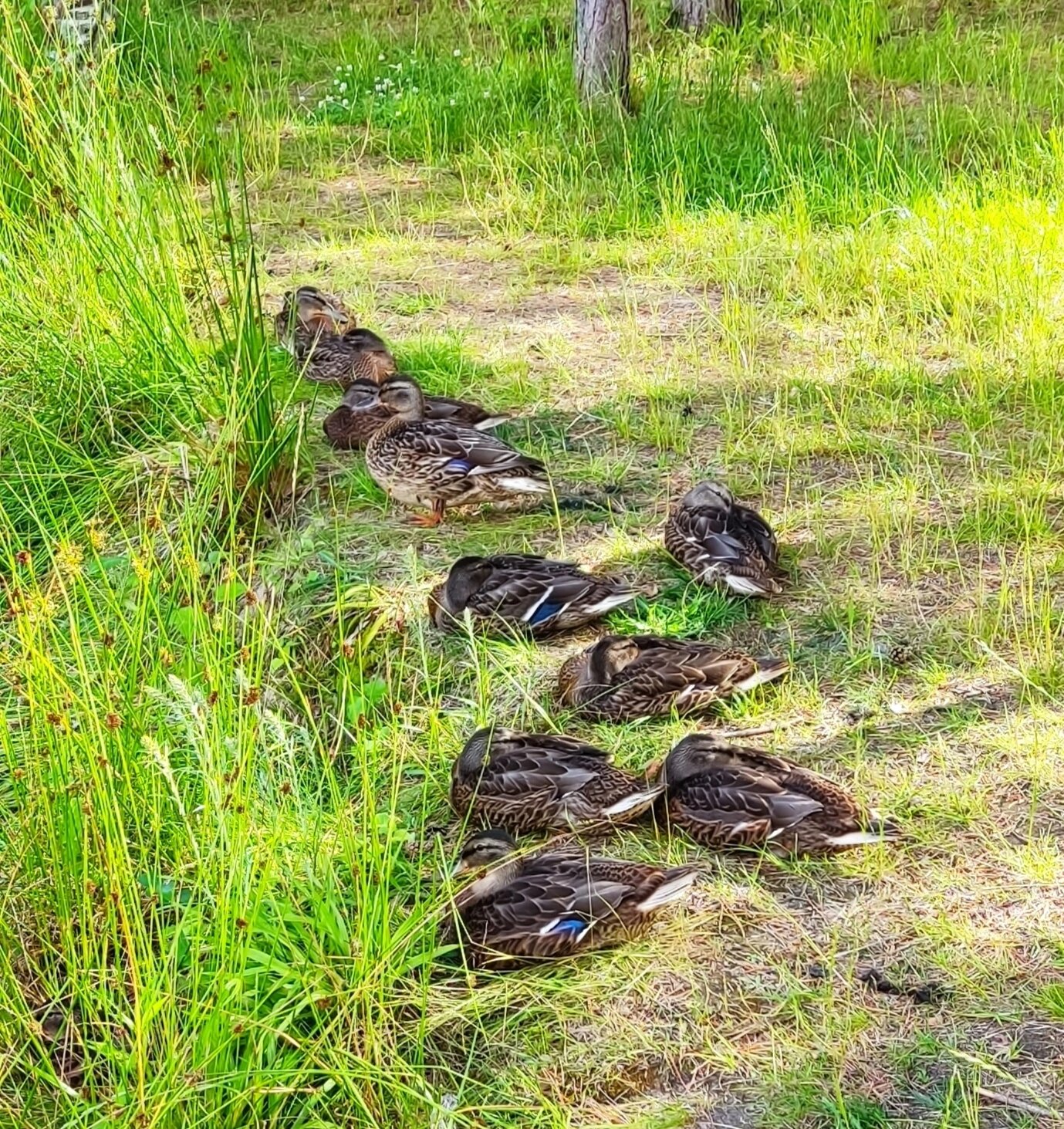 Фото Домик в лесу.76