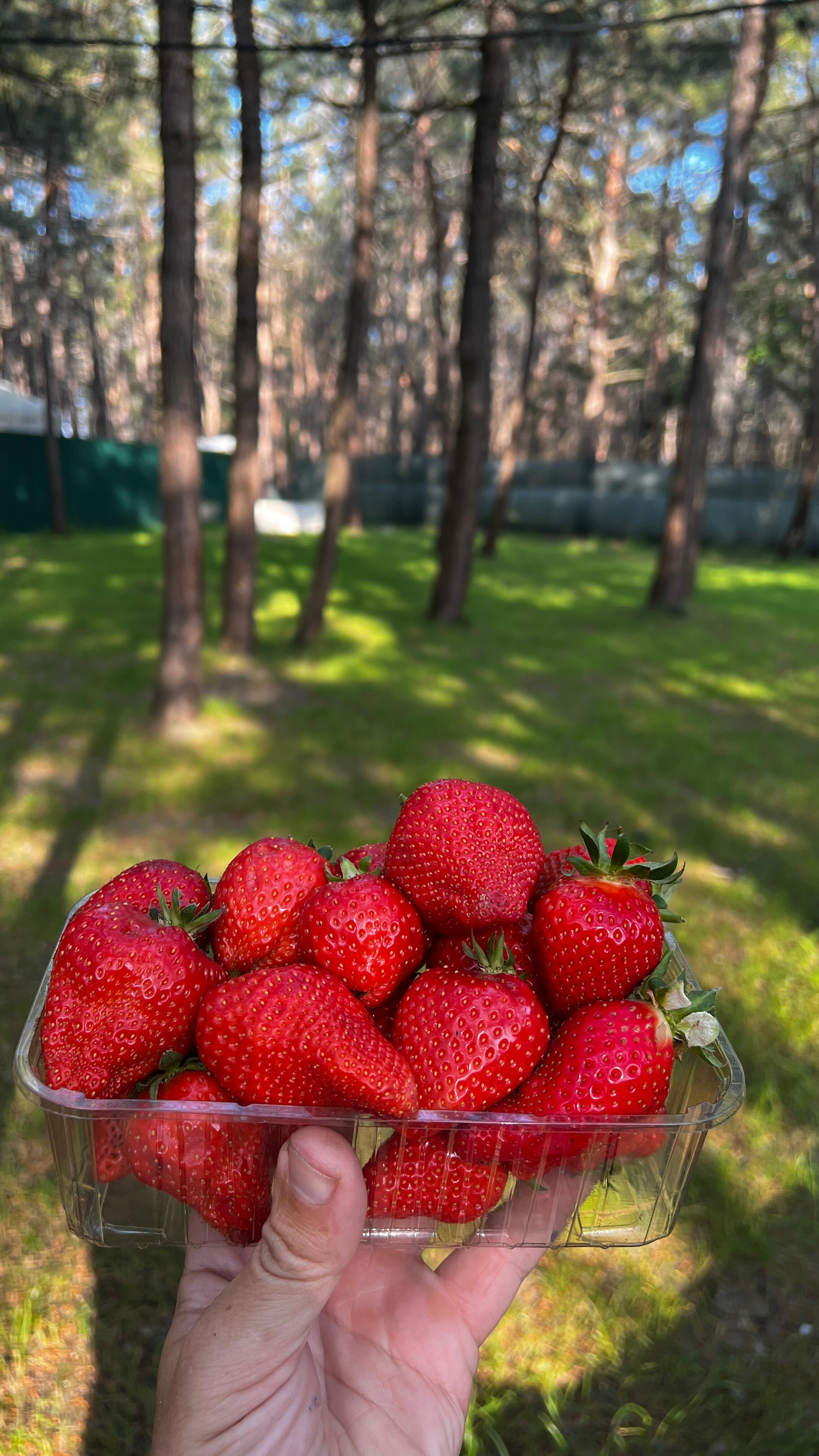 Фото Под соснами