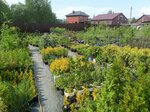 Саженцы&Камень (posyolok gorodskogo tipa Bolshoye Polpino, 81), centro de jardinería