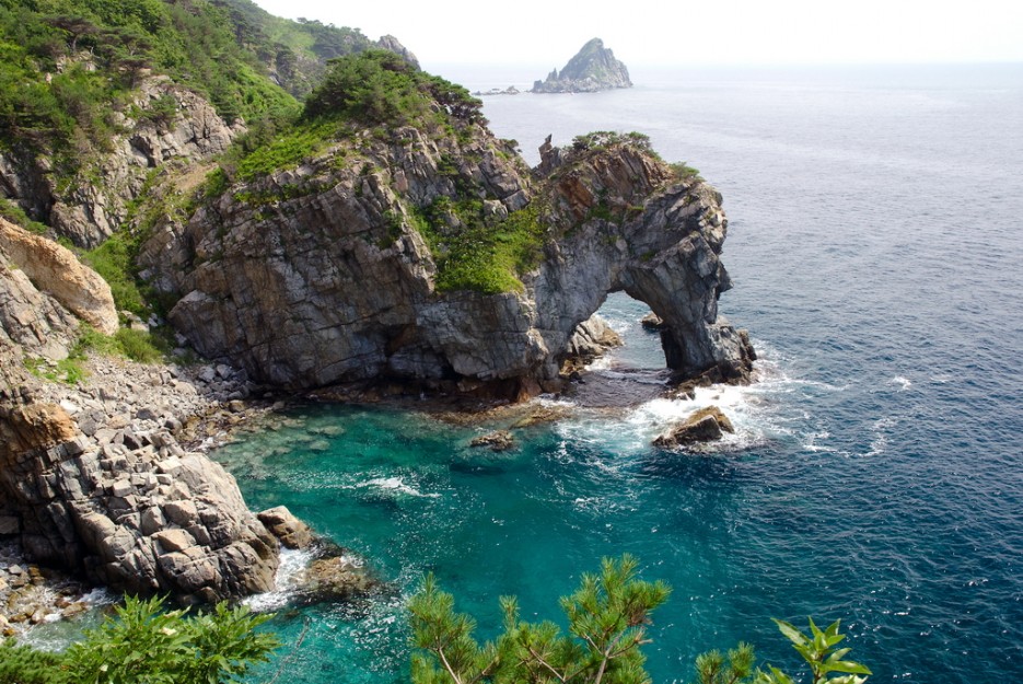 Фото Ромашка-Витязь