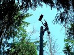Спил Деревьев (Belorusskaya ulitsa, 103) ، مناظر طبيعية في مناطق حضرية