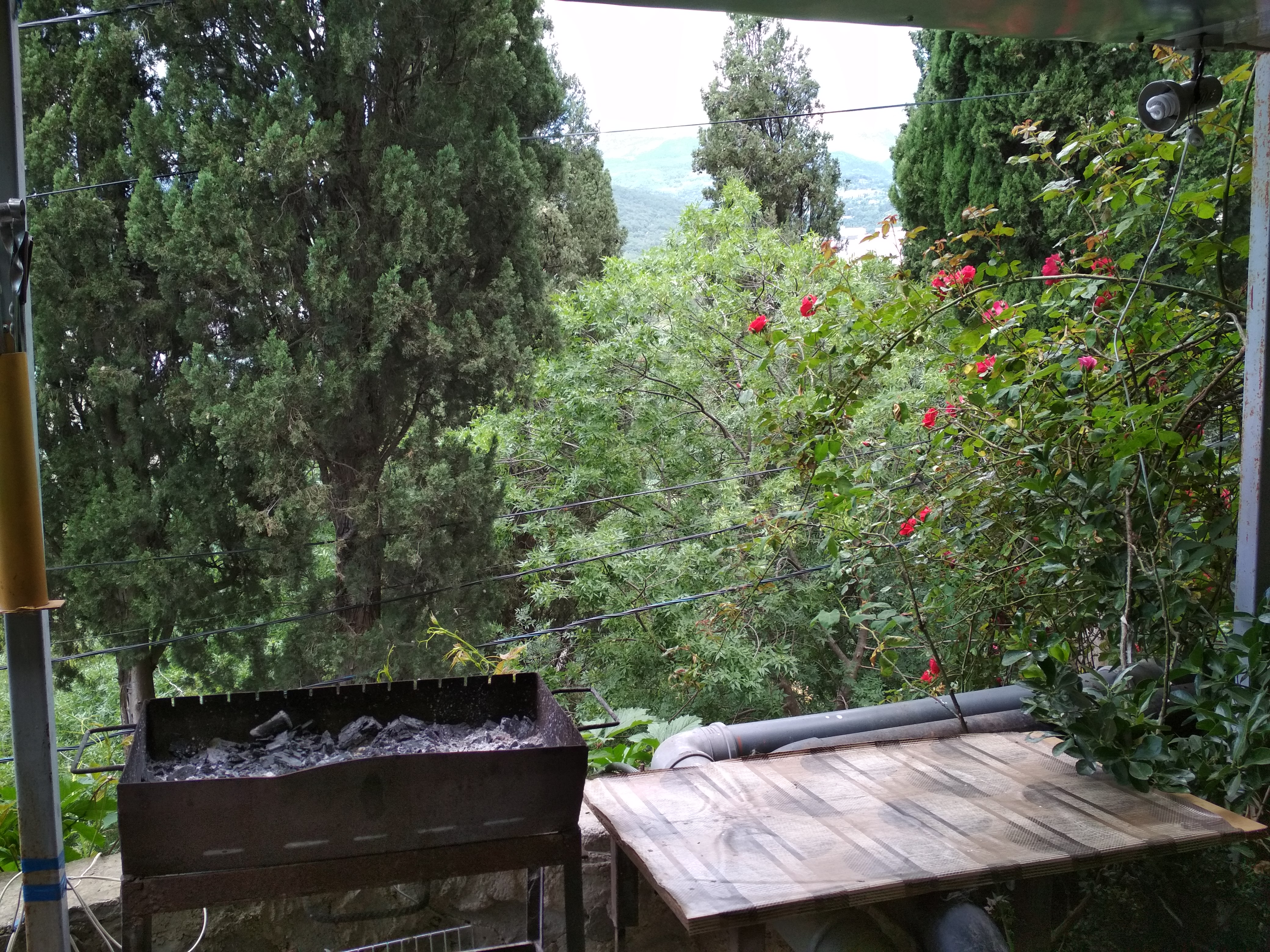 Фото Ласточка