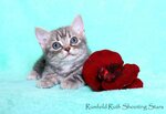 Shooting Stars (Zhukovsky, 90), animal nursery