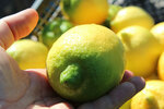 Organik Limon (Mersin, Akdeniz, İhsaniye Mah., Zeytinlibahçe Cad., 109), agricultural enterprise
