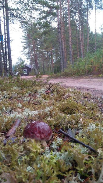 Фото Алавойне