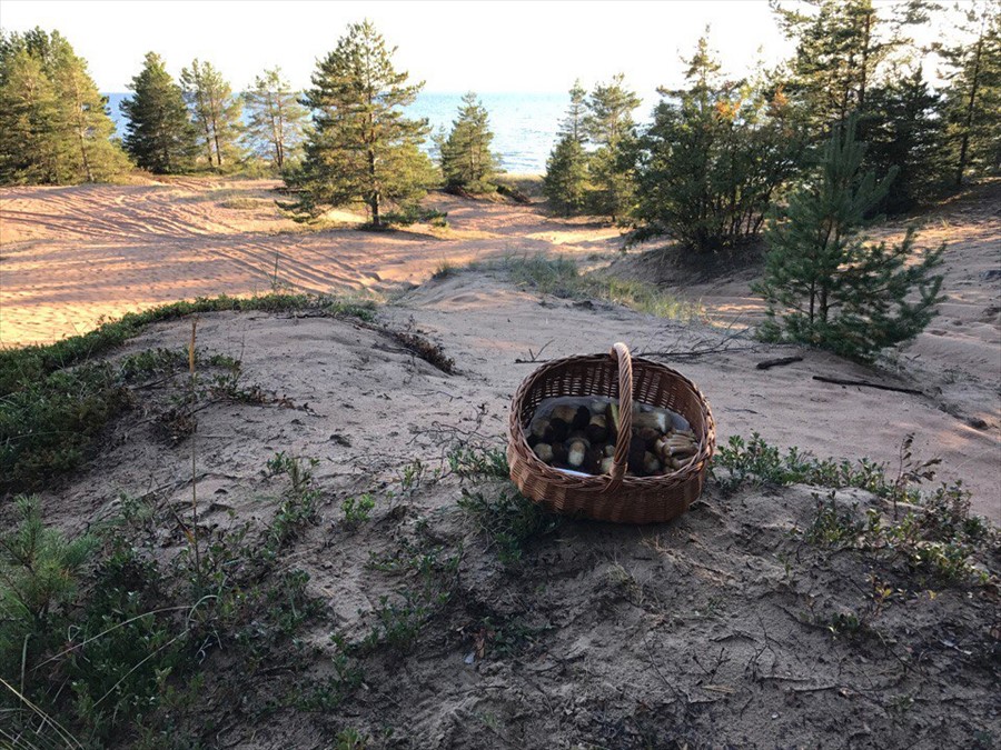 Фото Алавойне