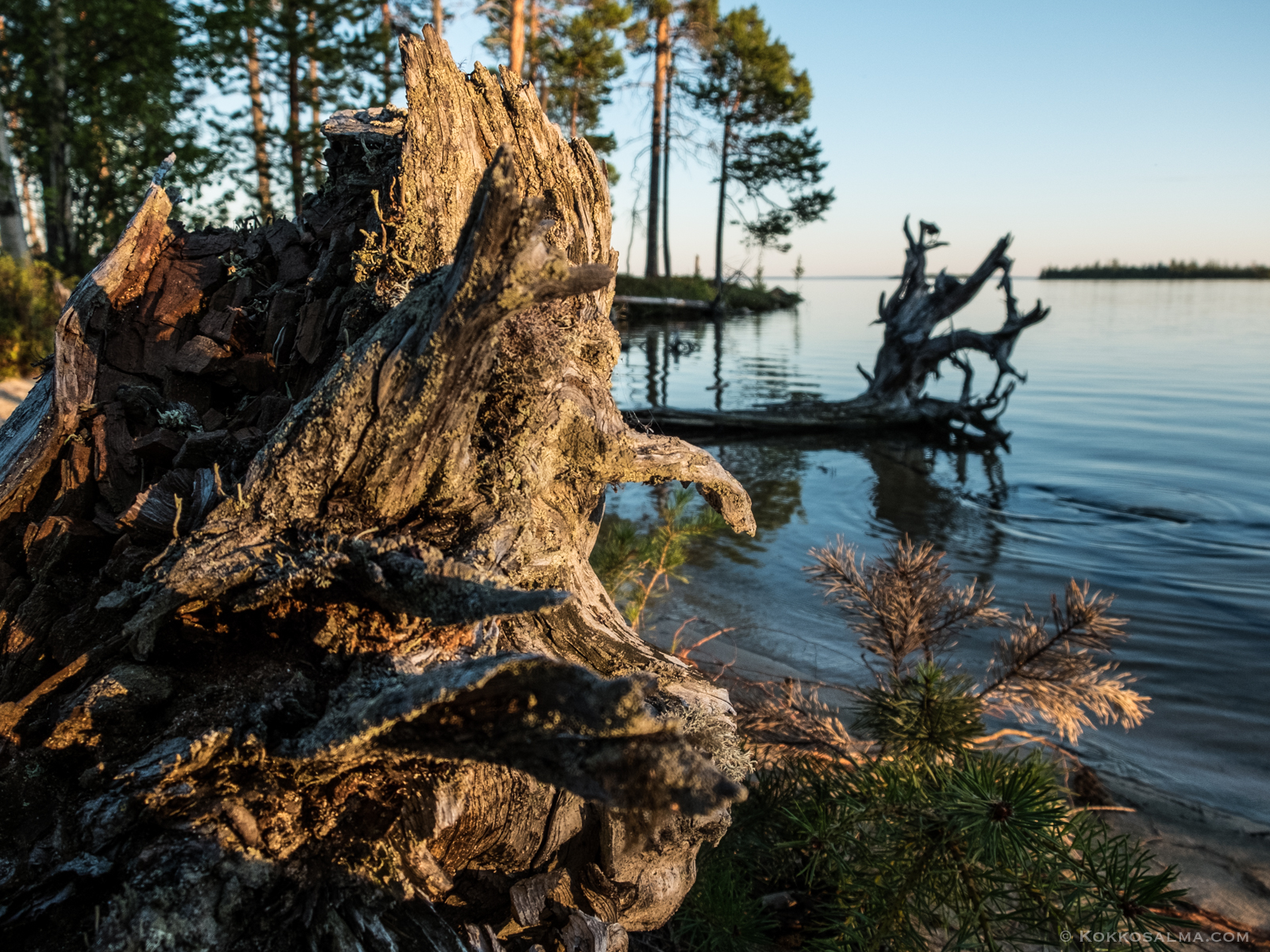 Фото Лось&Мох