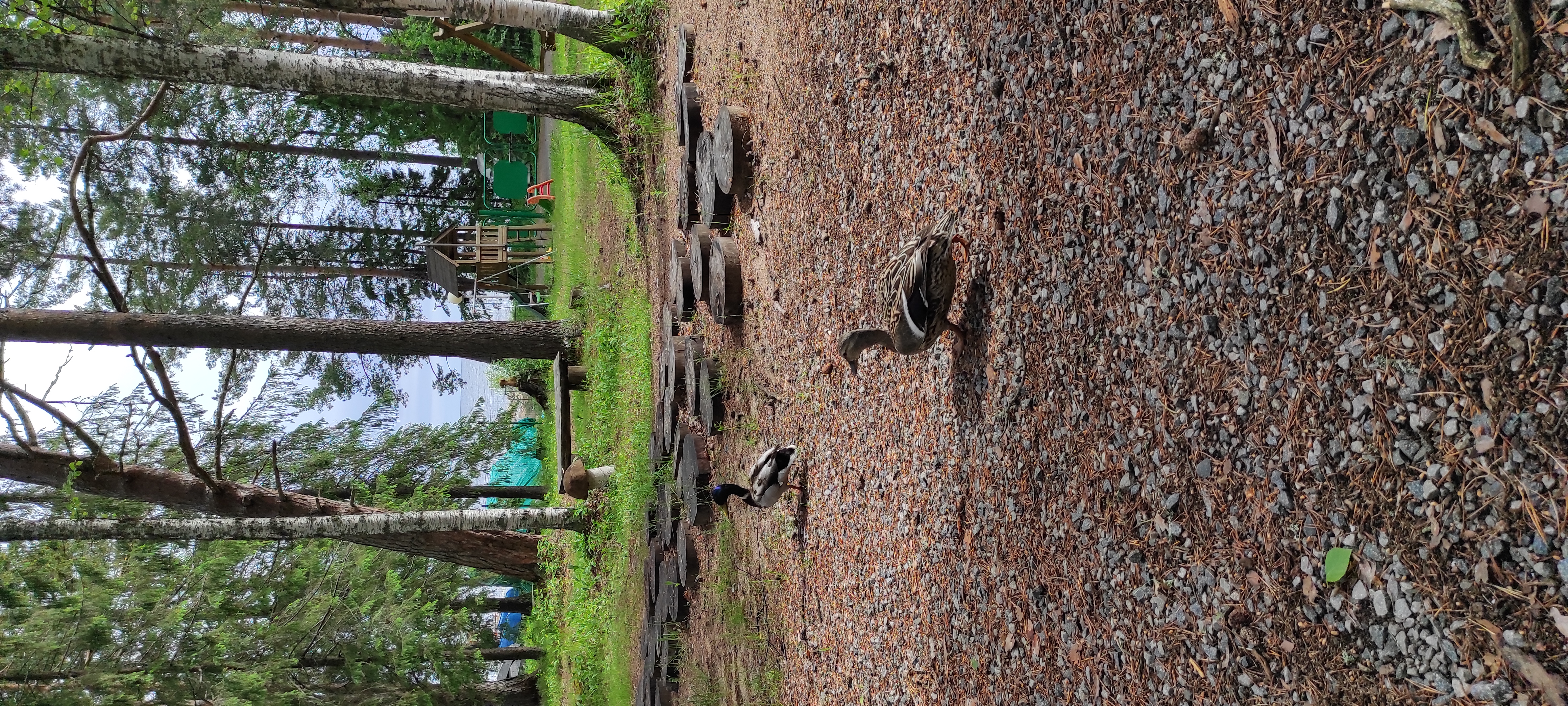 Фото Серебро Онеги