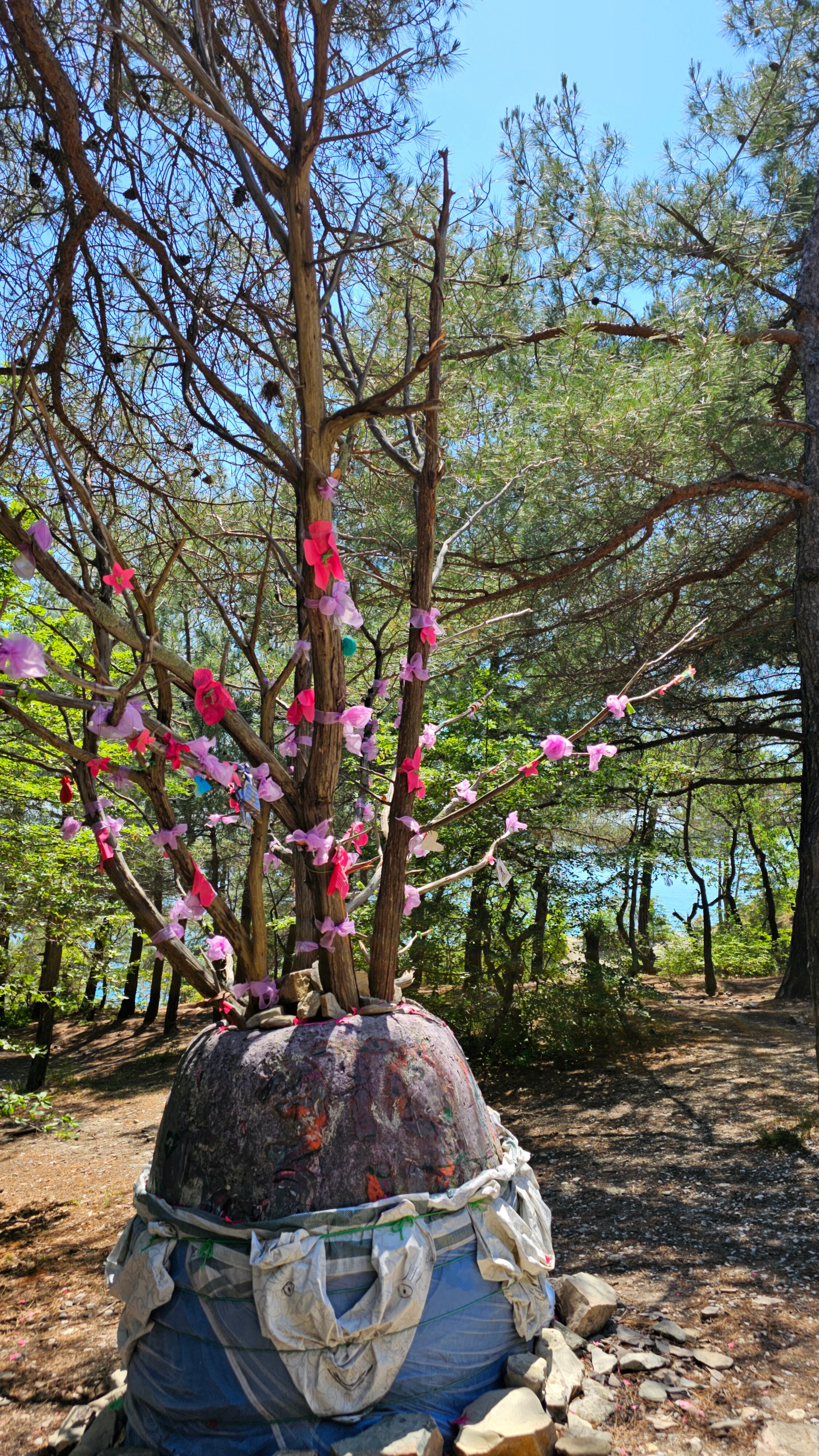 Фото Сосновка