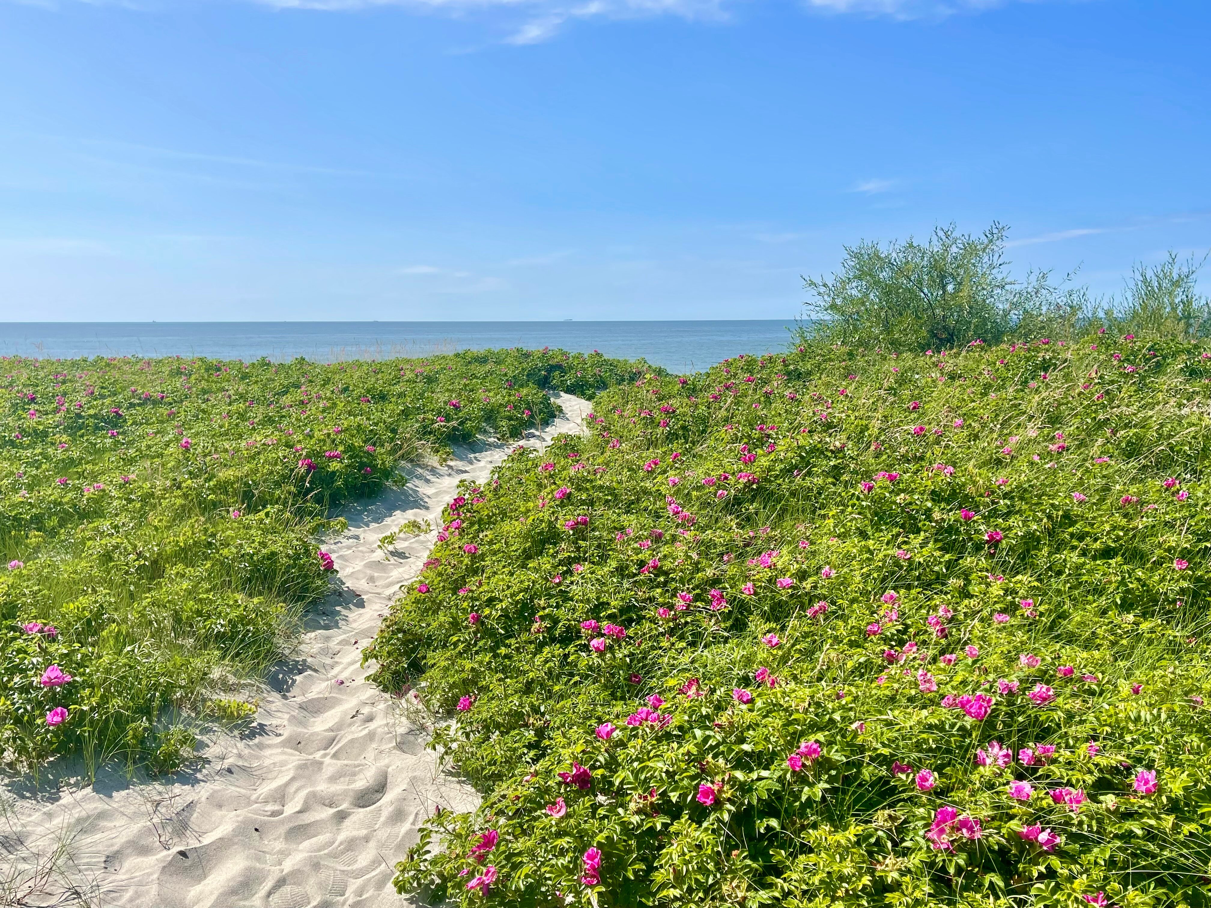 Фото Золотая Орхидея