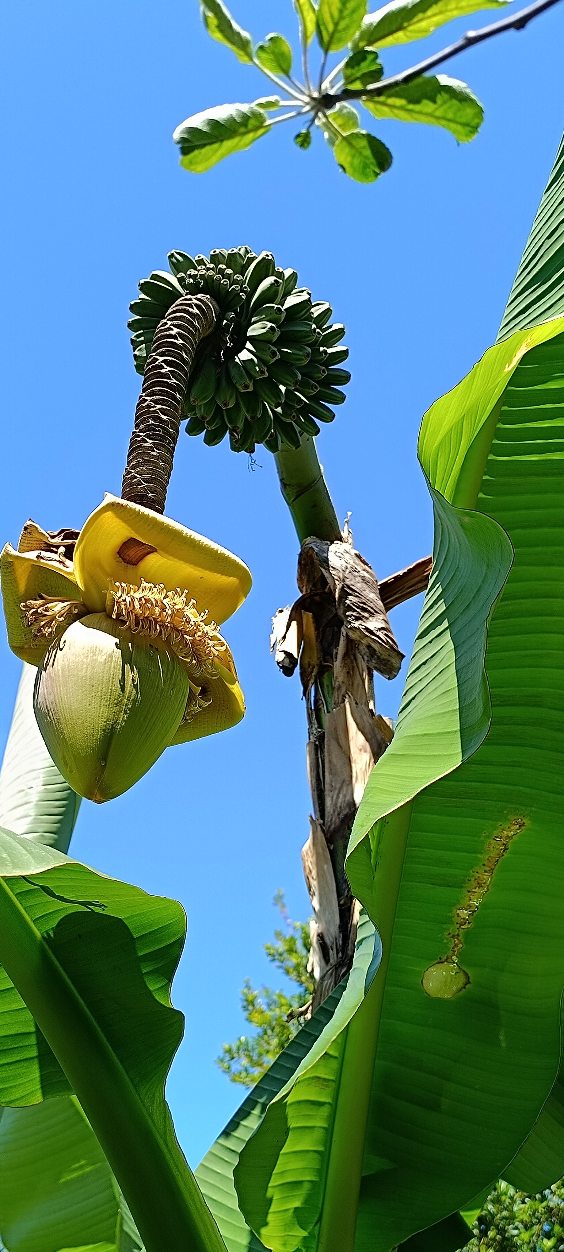 Фото Комплекс Коттеджи в Гагре