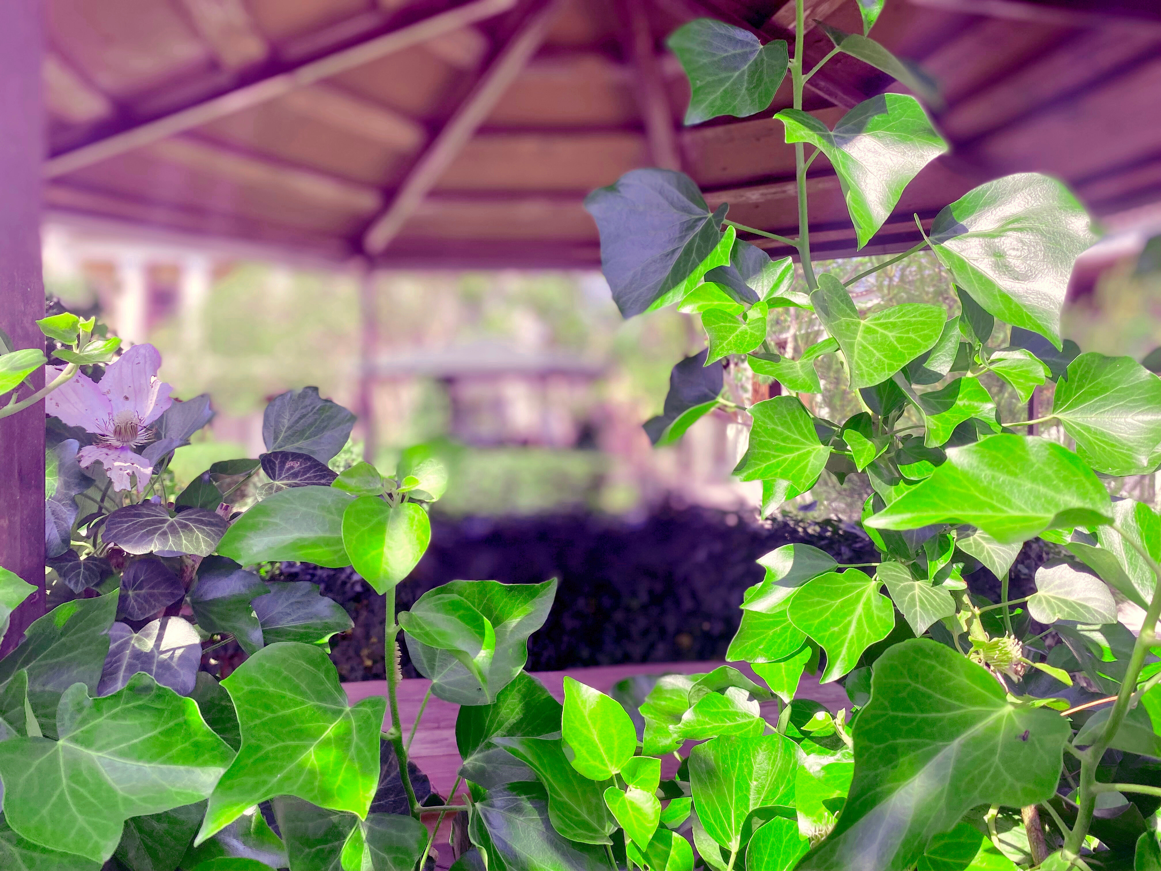 Фото АвокаДа